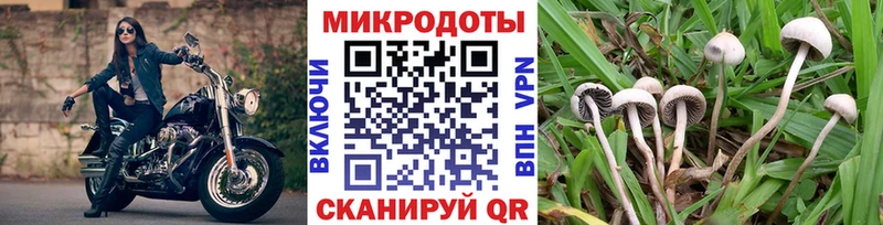 Купить  Губкинский  Галлюциногенные грибы Psilocybe 